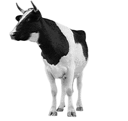 cow.bmp