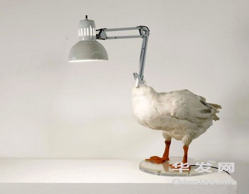 duck-lamp.jpg