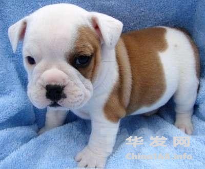 tamed-english-bulldog-puppies-for-free-adoption-4b550f204f1b97b7cfcf343e0.jpg