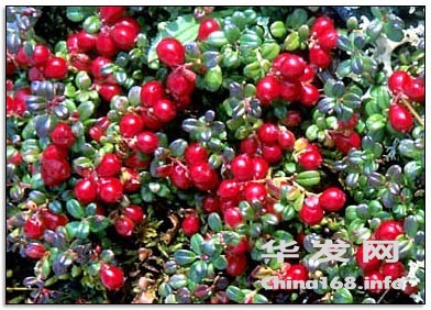 cranberry[1].jpg