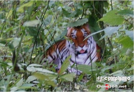周正龙：陕西省林业厅声称周正龙拍到了野生华南虎的照片3