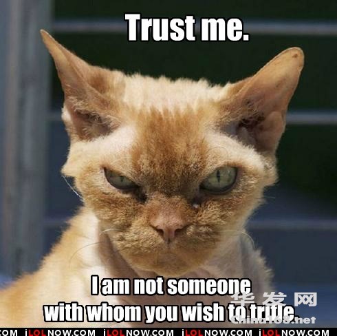 funny-cat-pictures-lolcats-trust-me.jpeg