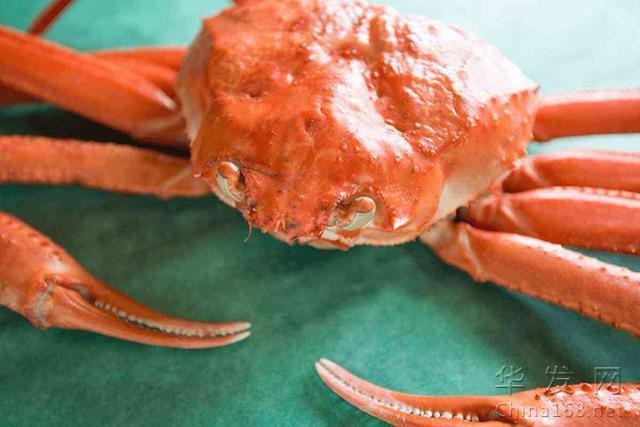 海綿寶寶冷知識：蟹老板原型是什麽螃蟹？紅色是被熟了？
